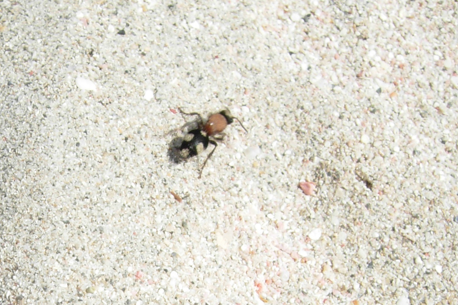 Mutille varie, maschi e femmine